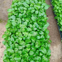 碧玉豆瓣绿椒草盆栽植物室内盆栽观叶植物