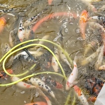 锦鲤