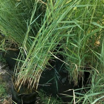 芦苇苗水生植物，量大优惠，现货供应