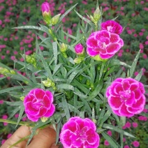 康乃馨基地批量出货