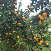 马水橘，有意者私聊，