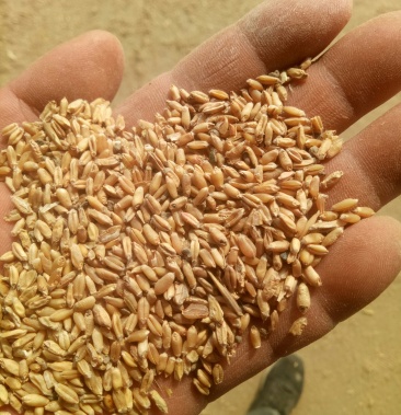 浮小麦大量有货有需要的联系我可长期供货