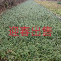 迎春花苗