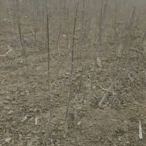 楸树，梓树苗，