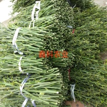 无核沃柑枝条，可实地考察，包邮包技术，签订合同，苗圃直供