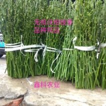 无核沃柑枝条，50亩基地，可实地考察，量大从优，品种纯正