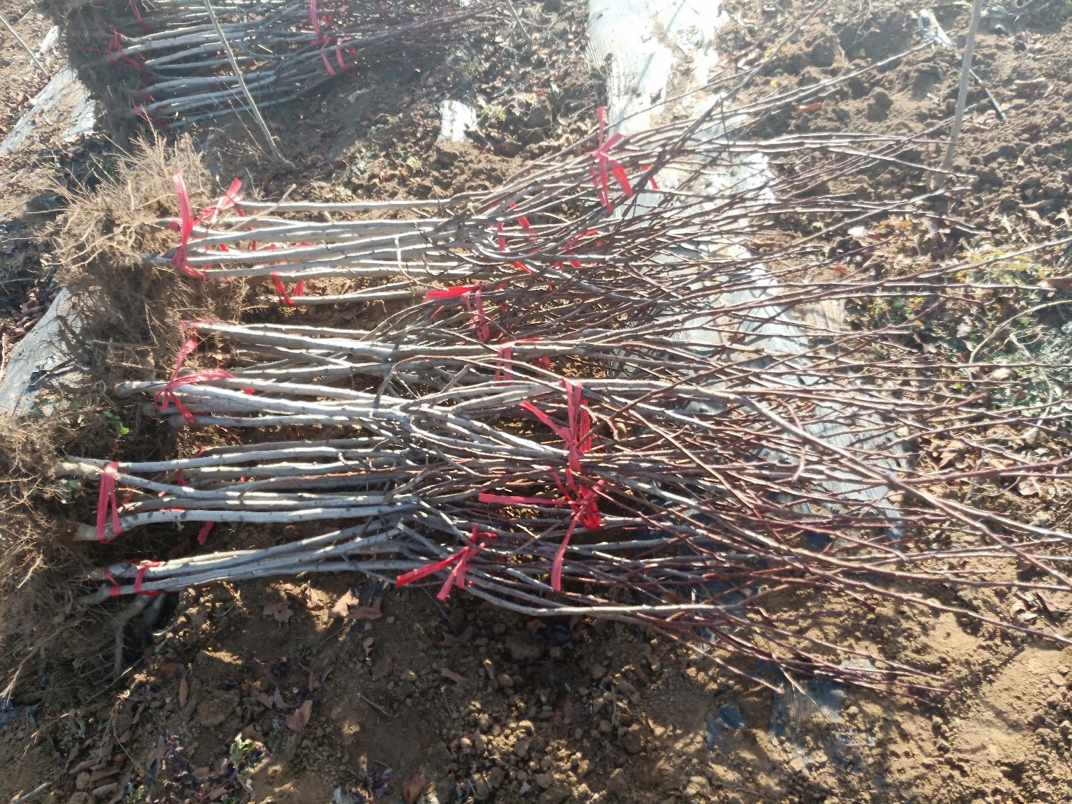 超金星山楂与普通山楂对比图