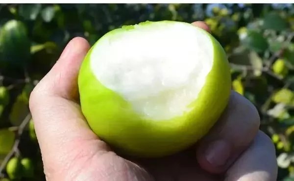 挑选青枣时注意颜色是否均匀,果实是否饱满 青枣挑选技巧:看颜色和形状