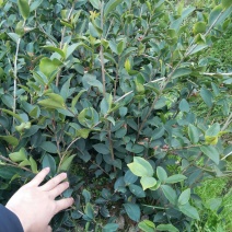 长期供应高产油茶树苗