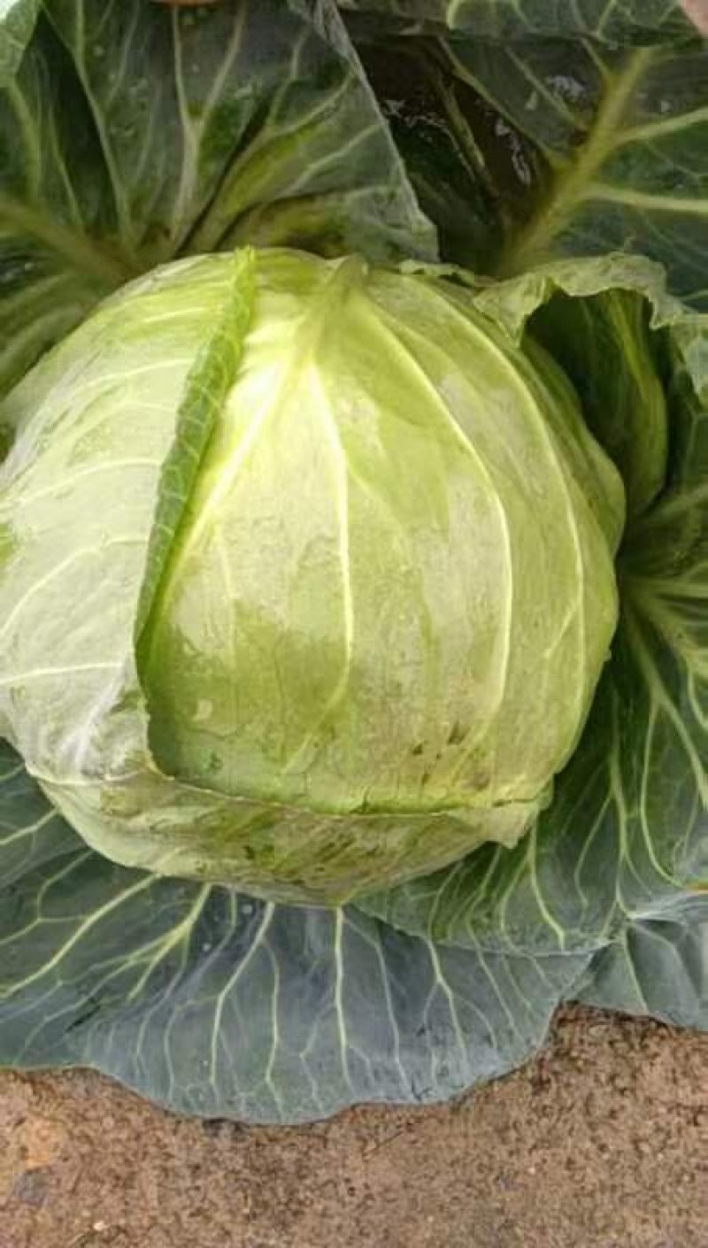 甘蓝金包菜希望品种包菜横县货平包菜 ,鸡心包菜,平包菜