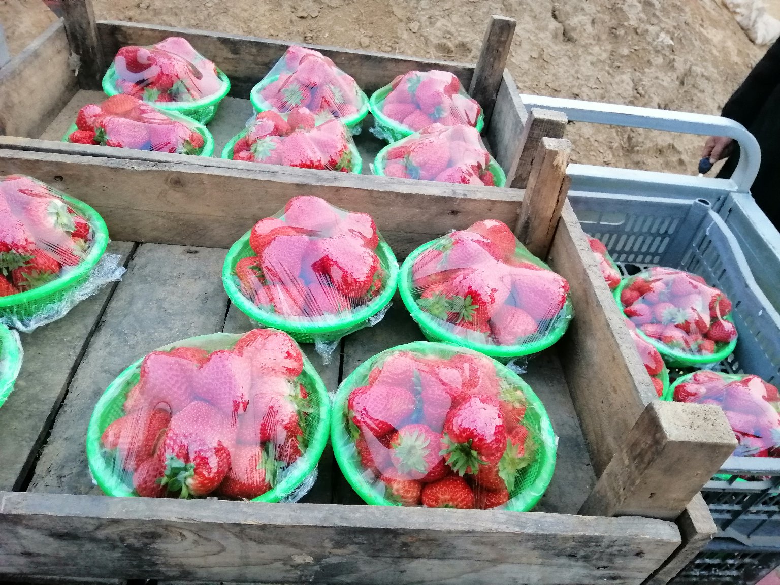奶油冬草莓在高端超市的销售柜台,摆放整齐,标签清晰 奶油冬草莓市场销售场景