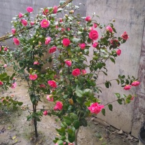 茶花茶花苗茶花树苗山茶花山茶山茶苗