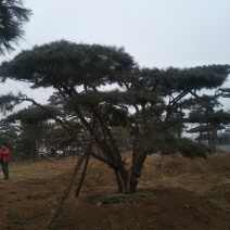 造型松
