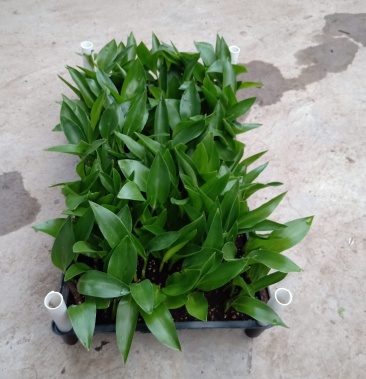 天堂鸟种苗鹤望兰小苗室内北美网红植物客厅摆放花卉