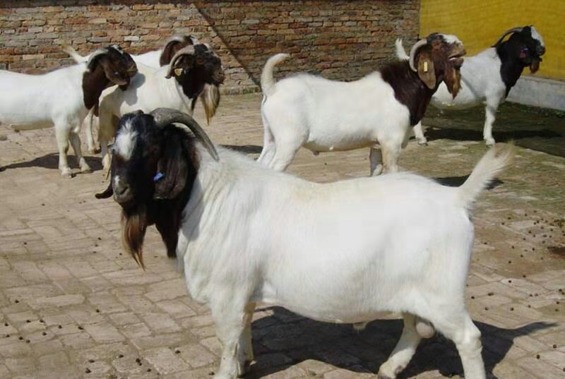 纯种波尔山羊外观特征