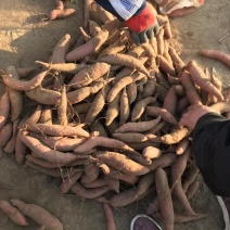红薯种薯