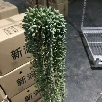吊兰