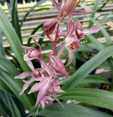 墨蘭桃姬粉色花花香勤芽勤花