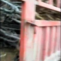 占地梨树