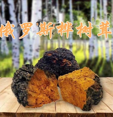 俄罗斯桦树泪俄罗斯野生桦树茸泡茶野生桦树茸野生桦树泪