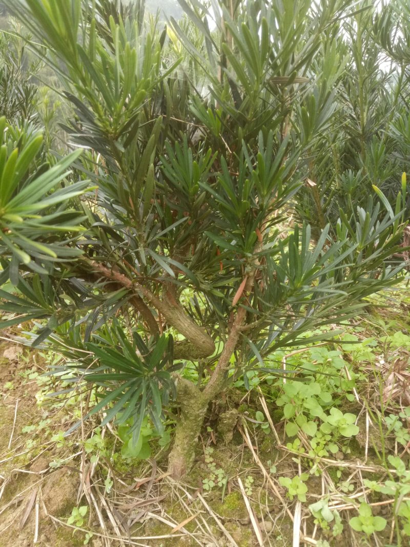 四川宜宾高县松树 60.00元/棵罗汉松