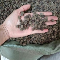 岗稔产地直销品质优良价格优惠欢迎选购