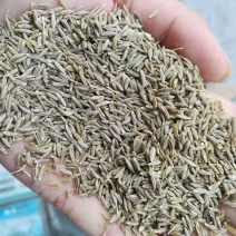 新疆孜然粒