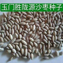 甘肃玉门沙枣种子甘肃沙枣种子批发沙枣籽发芽率高成活好