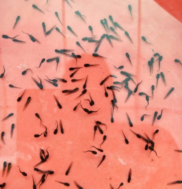 [牛蛙苗批发]牛蛙苗价格0.01元/个 - 一亩田