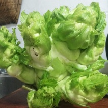 精品儿菜