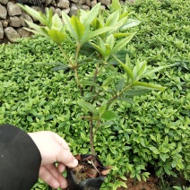 毛娟苗20公分