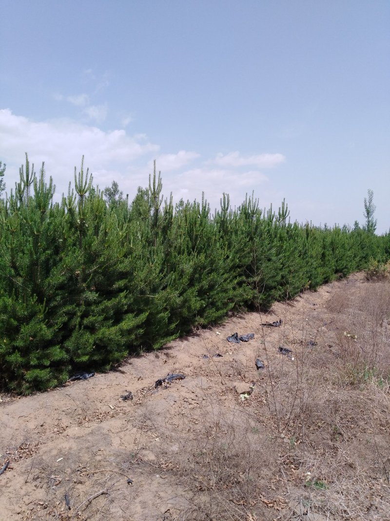 山东油松种植基地图片