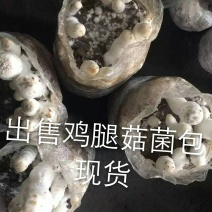 出售鸡腿菇菌包，出菇菌包，现货。