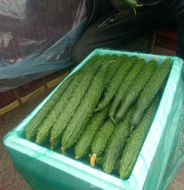 沂南亮条瓜油亮条直把短密刺香脆应得客户喜欢