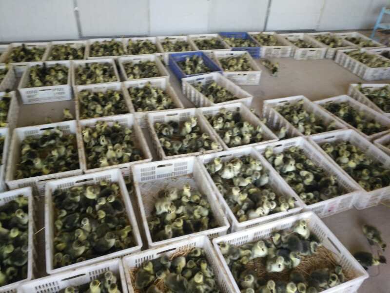 狮头鹅苗运输专用箱及标识系统