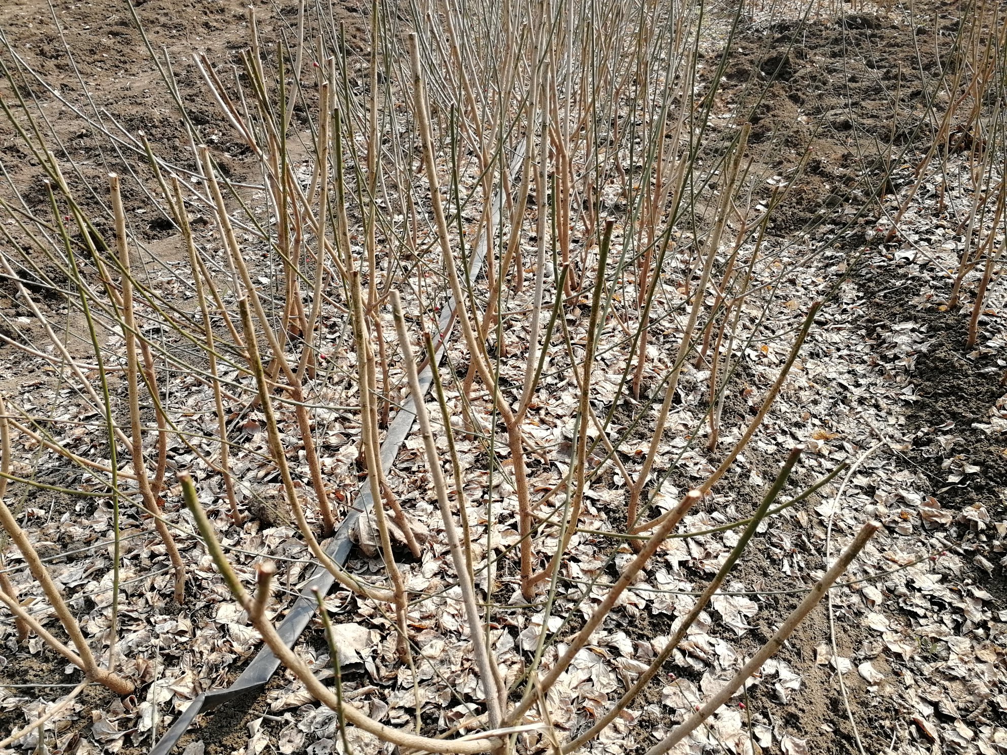松红梅冬季冻伤症状特写