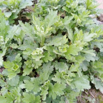 供应金丝皇菊苗