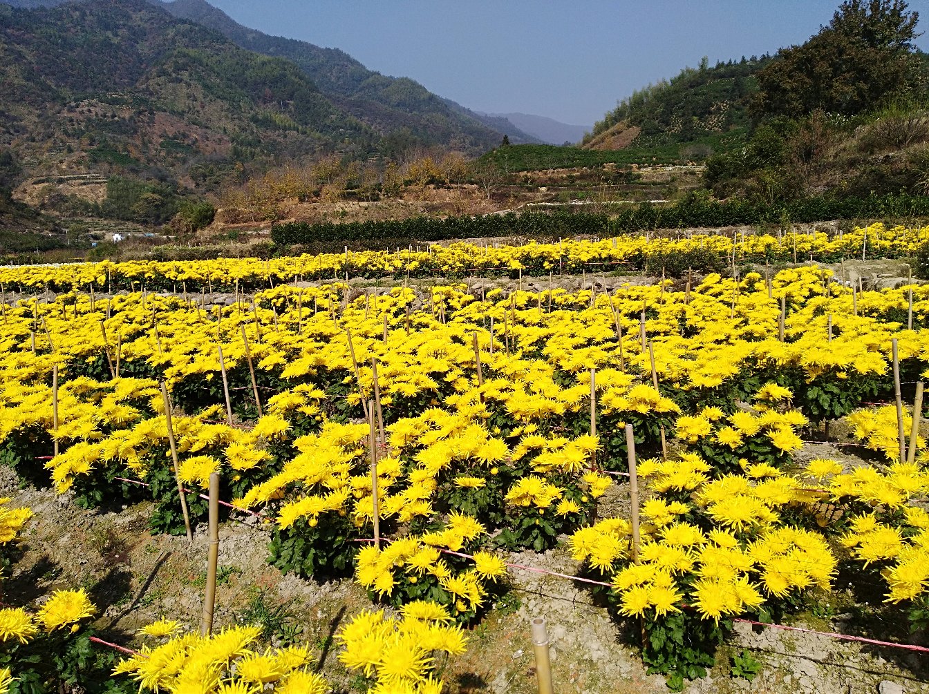 山谷雏菊在山地环境中自然生长的场景