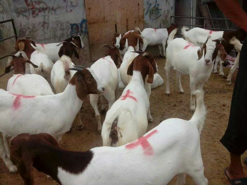 山羊肉市场价格走势图