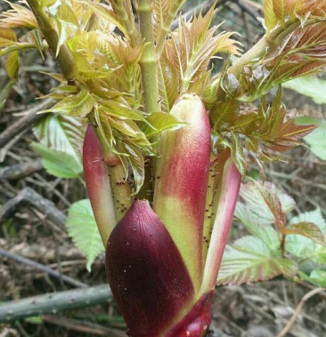 野生刺老芽刺笼包刺嫩芽
