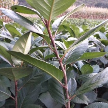 黑果花楸
