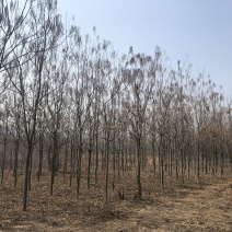 梓树