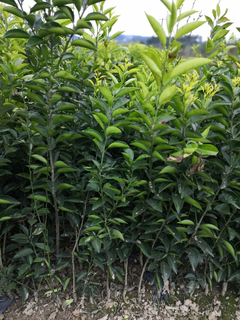 基地批发嫁接枳壳苗药枳壳苗品种纯正量大从优