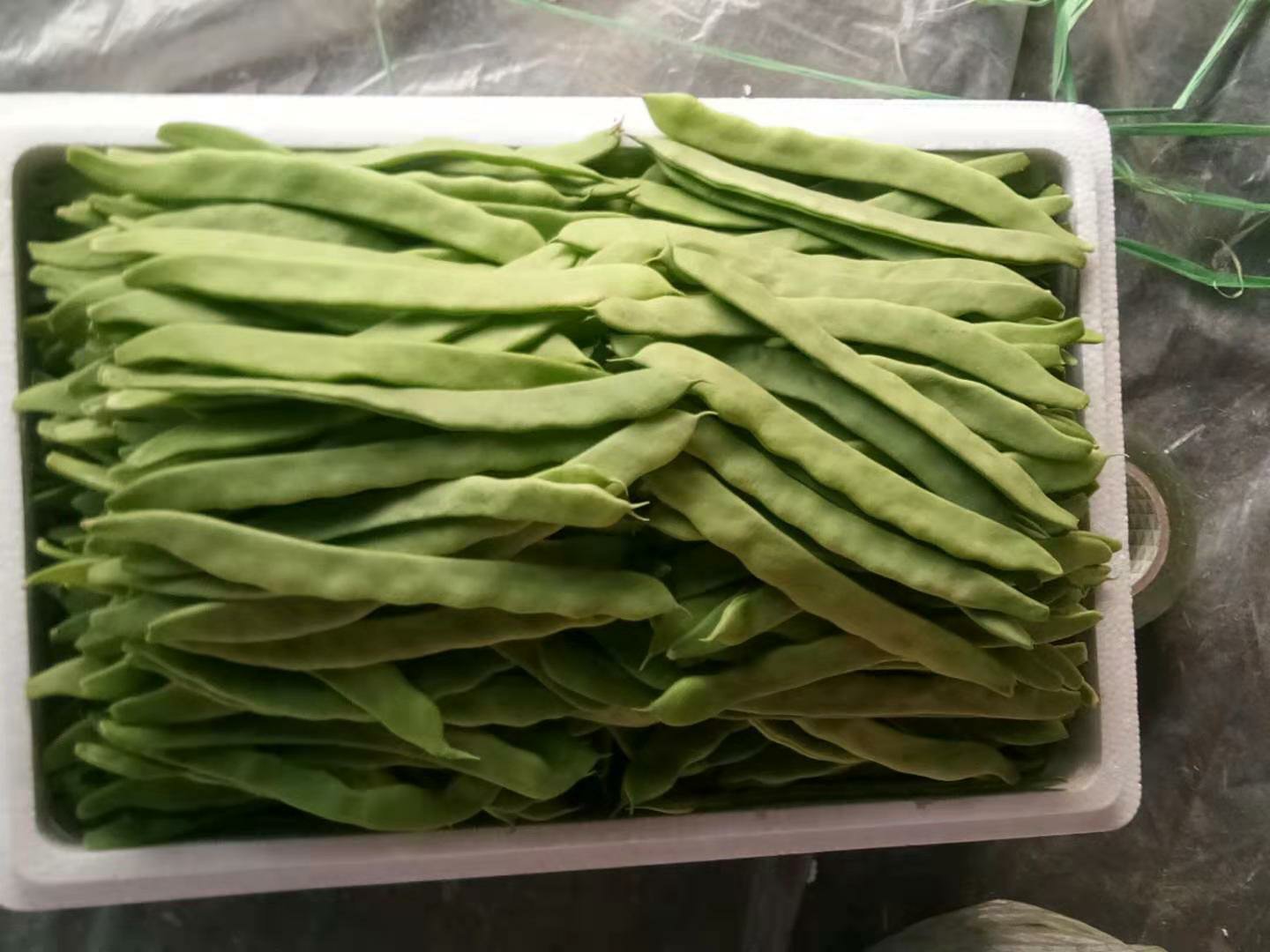 新鲜扁豆与虾酱原材料展示图 扁豆与虾酱原材料展示
