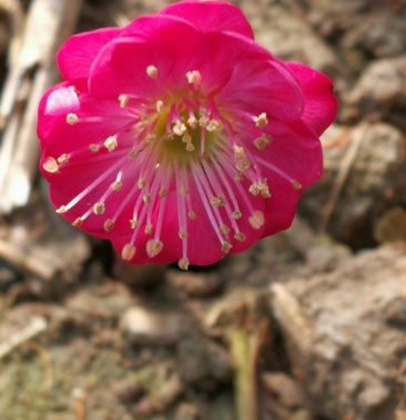 00元/棵 - 一亩田