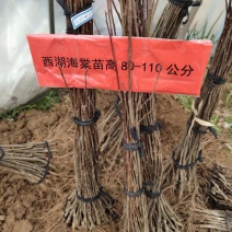 海棠苗西湖海棠苗垂丝海棠苗可以视频看货选货价格