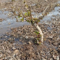四年金银花树