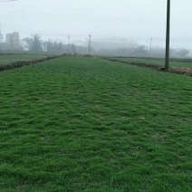 马泥拉草