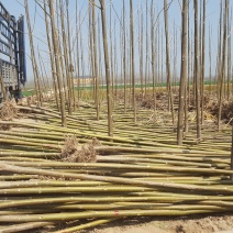 泡桐4--20公分，20公分以上货源充足