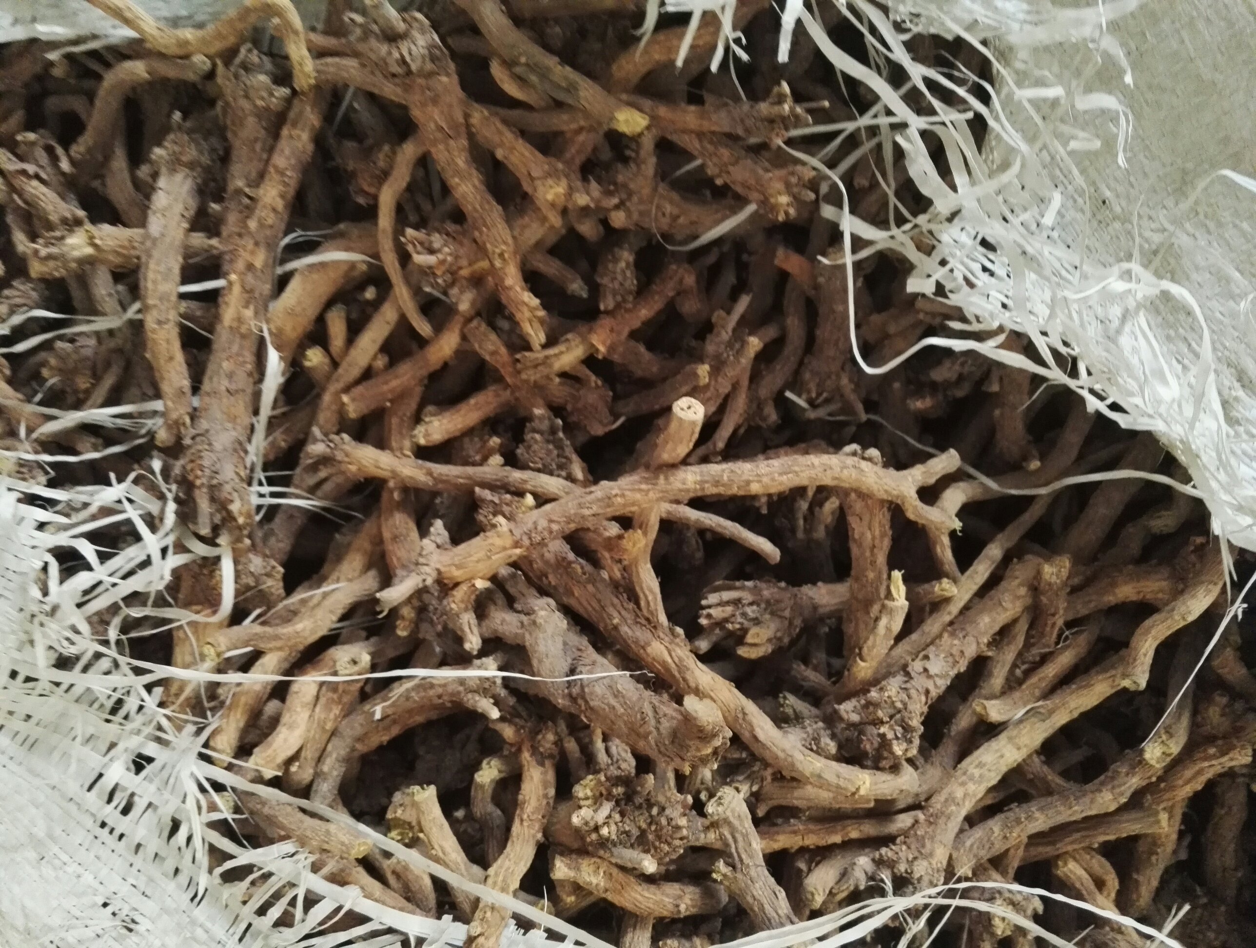 一株生长中的黄芩植物,茎直立,叶片对生呈披针形,紫色唇形花簇生于顶端;旁边摆放干燥后的黄芩根,呈扭曲圆柱状,表面棕黄色至深褐色,断面鲜黄色,质地坚实 黄芩植株与干燥根部特写